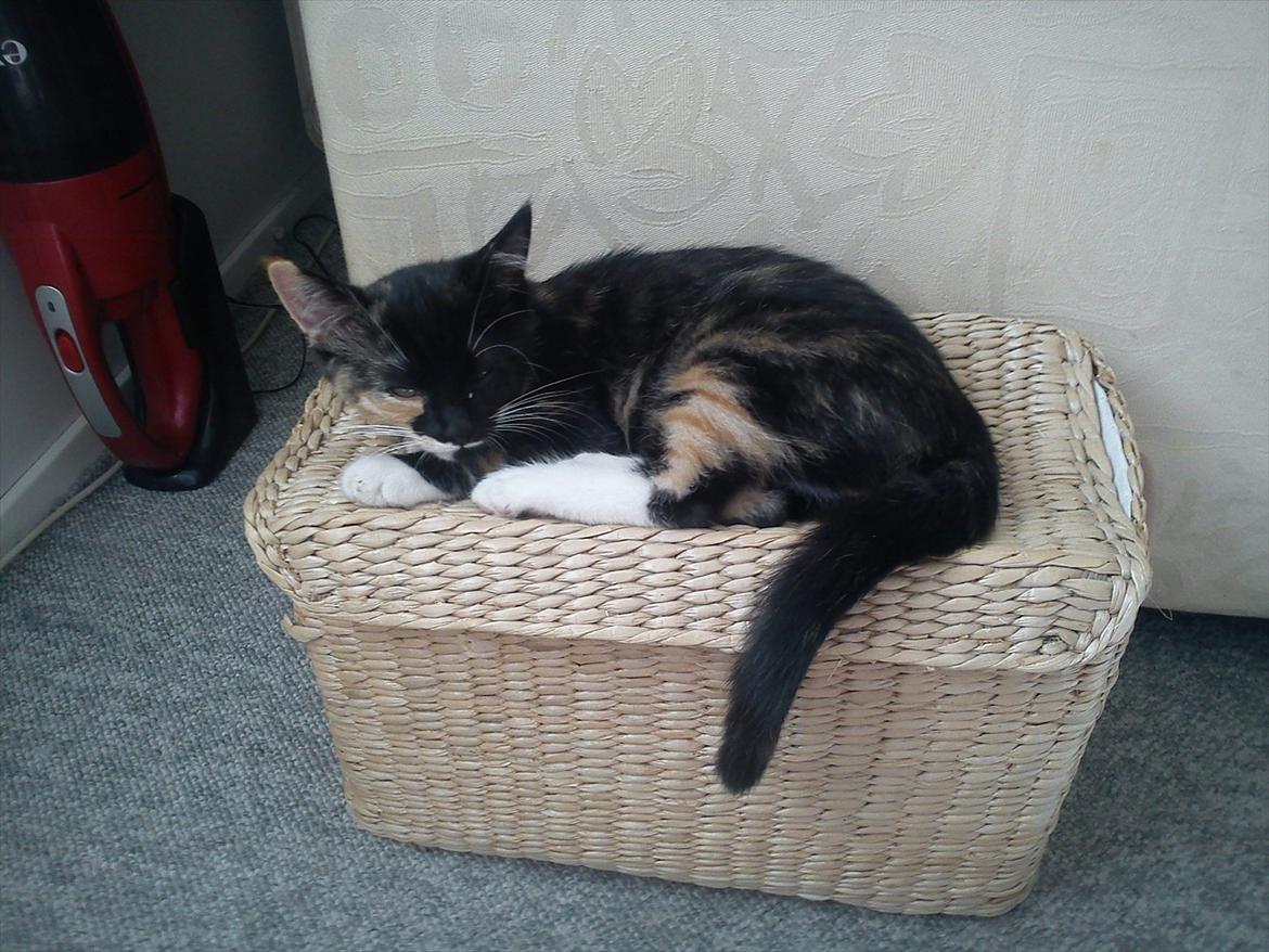 Huskat Fighter billede 7