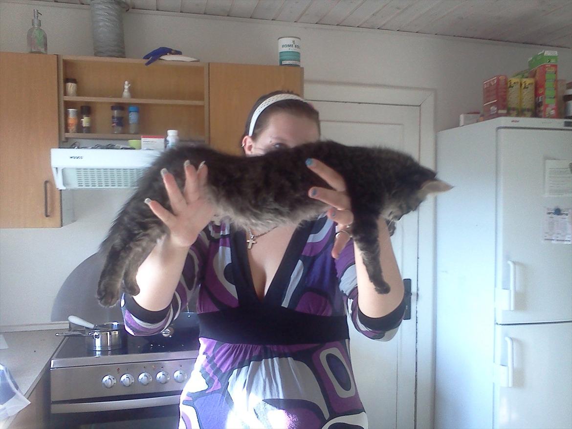 Blanding af racer Didrik billede 6