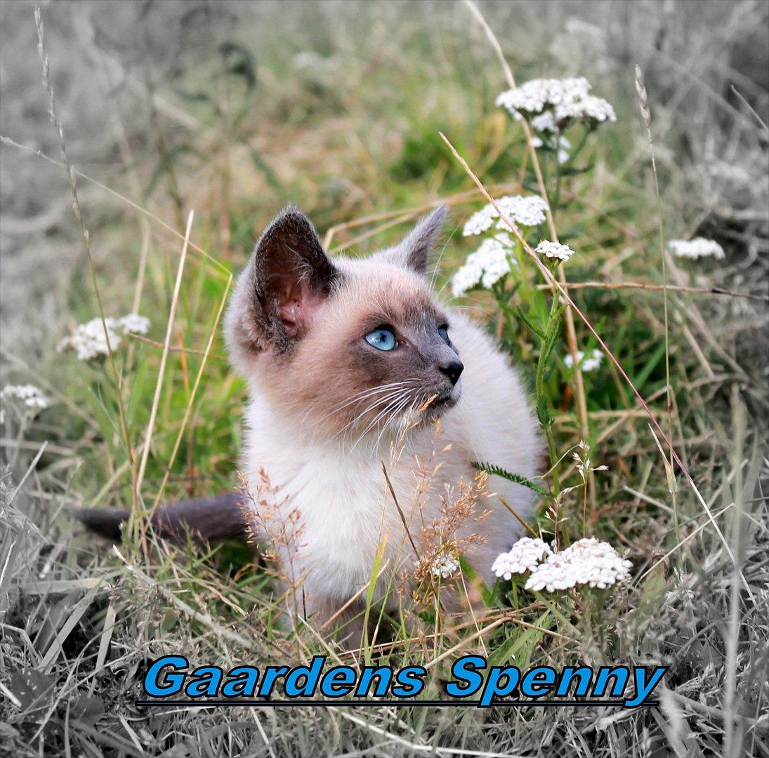 Blanding af racer spenny billede 1