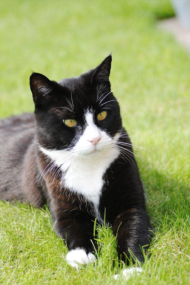 Blanding af racer Jason :D billede 2