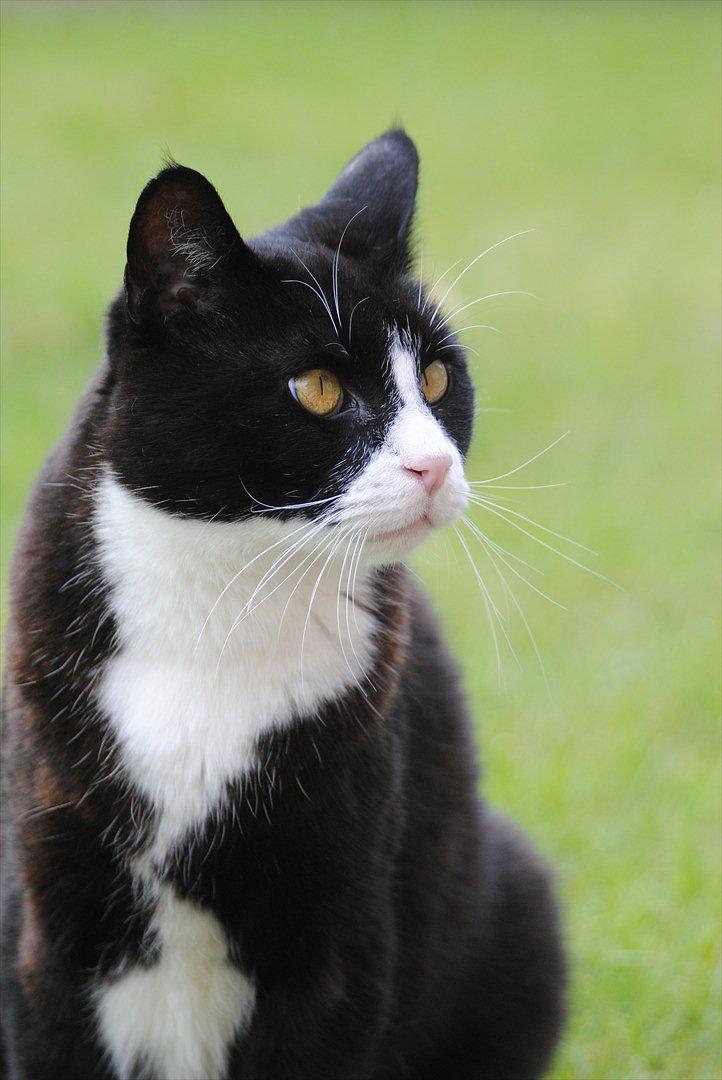 Blanding af racer Jason :D billede 3