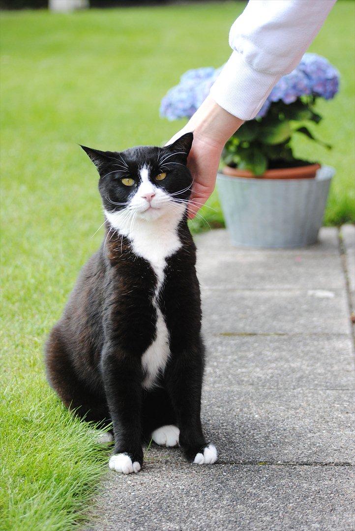 Blanding af racer Jason :D billede 4