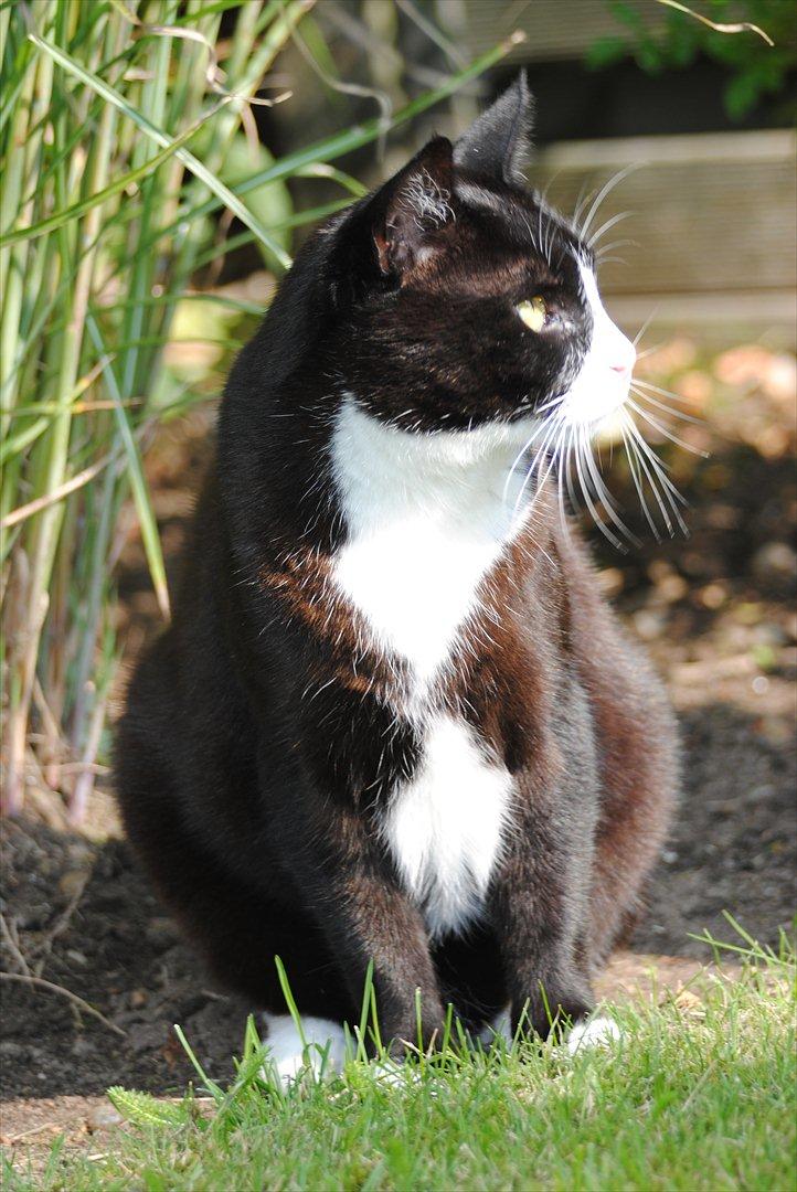 Blanding af racer Jason :D billede 5