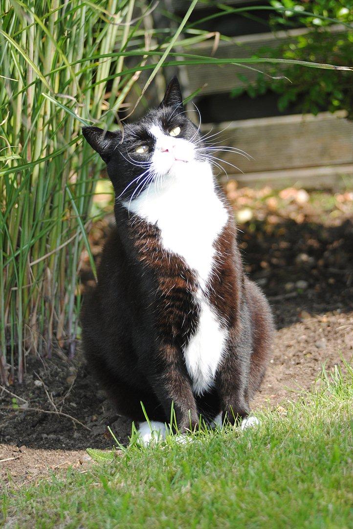 Blanding af racer Jason :D billede 6