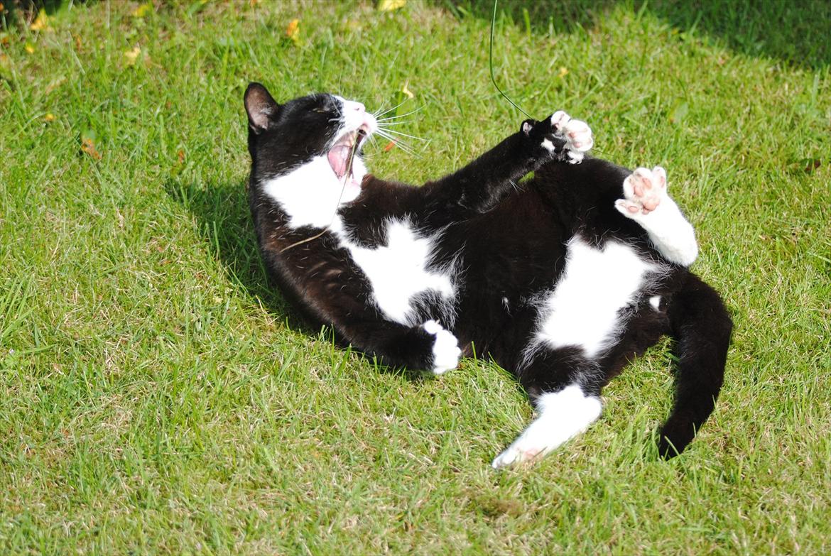 Blanding af racer Jason :D billede 7