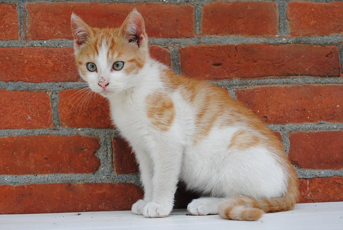 Blanding af racer Aki   R.I.P billede 1