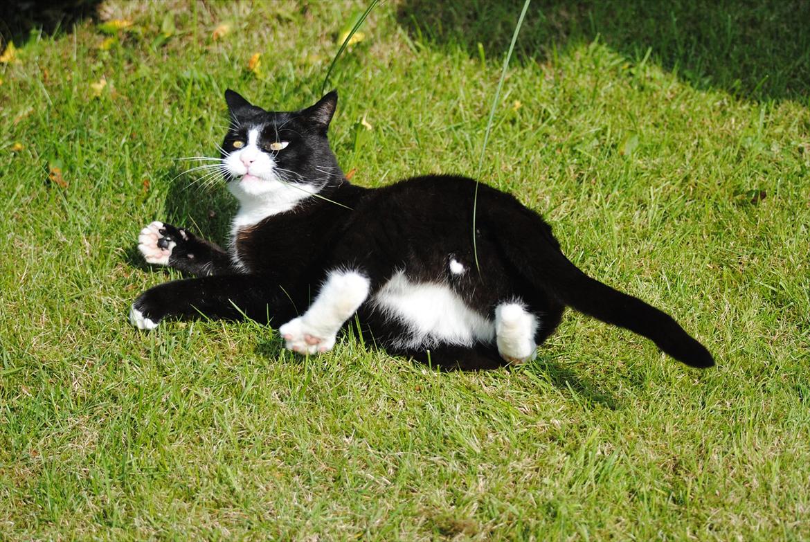 Blanding af racer Jason :D billede 8