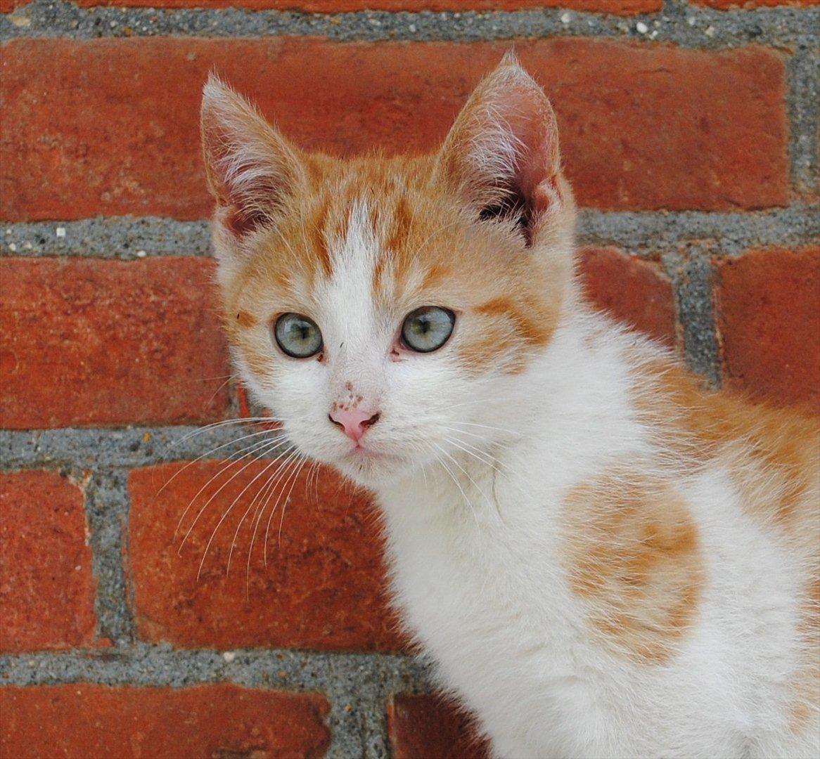 Blanding af racer Aki   R.I.P billede 6