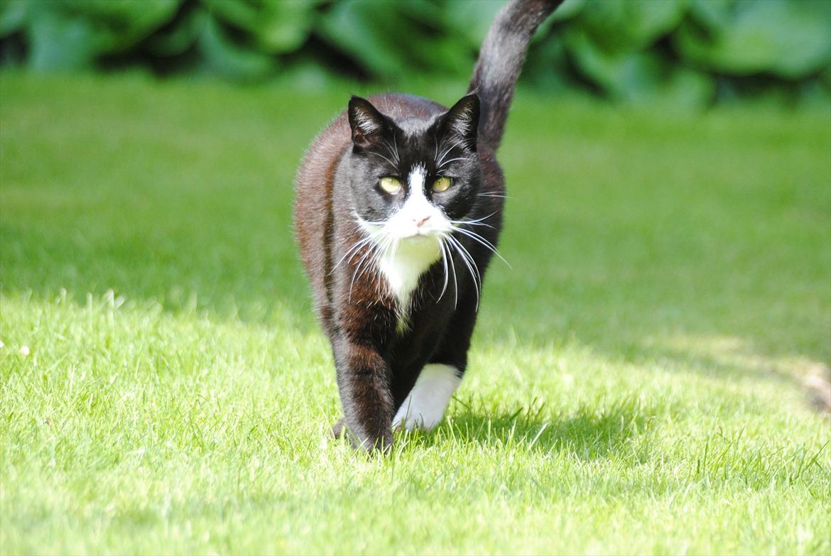 Blanding af racer Jason :D billede 9