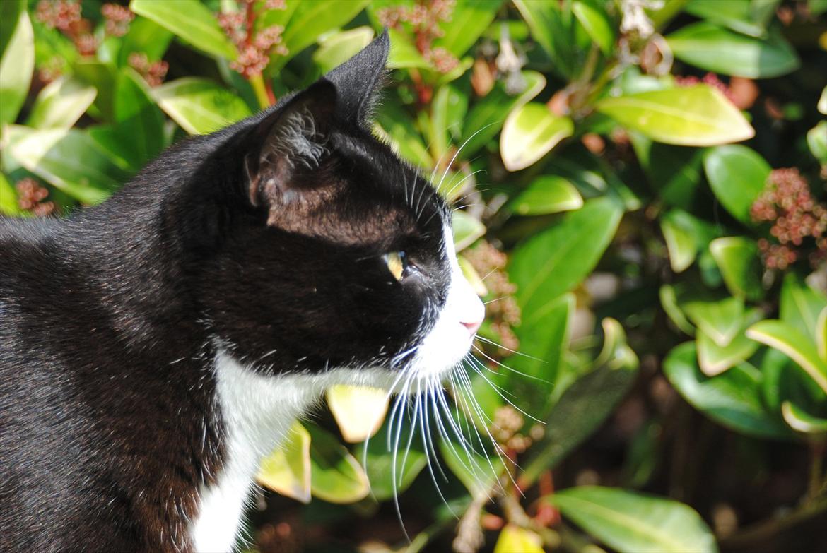 Blanding af racer Jason :D billede 10