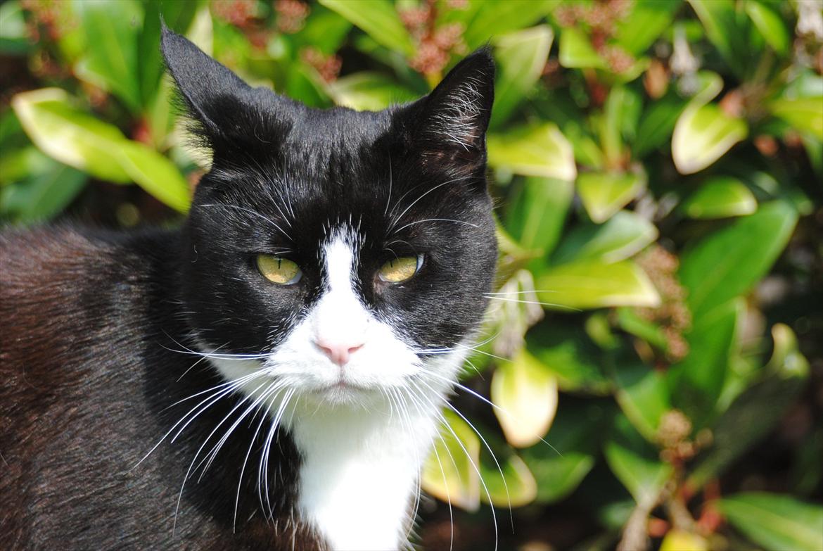 Blanding af racer Jason :D billede 11