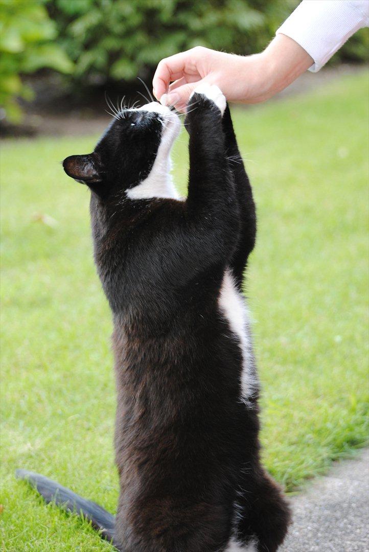 Blanding af racer Jason :D billede 12