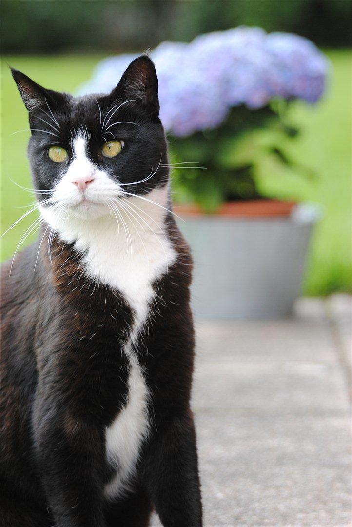 Blanding af racer Jason :D billede 1