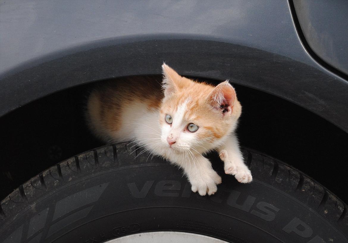 Blanding af racer Aki   R.I.P billede 7