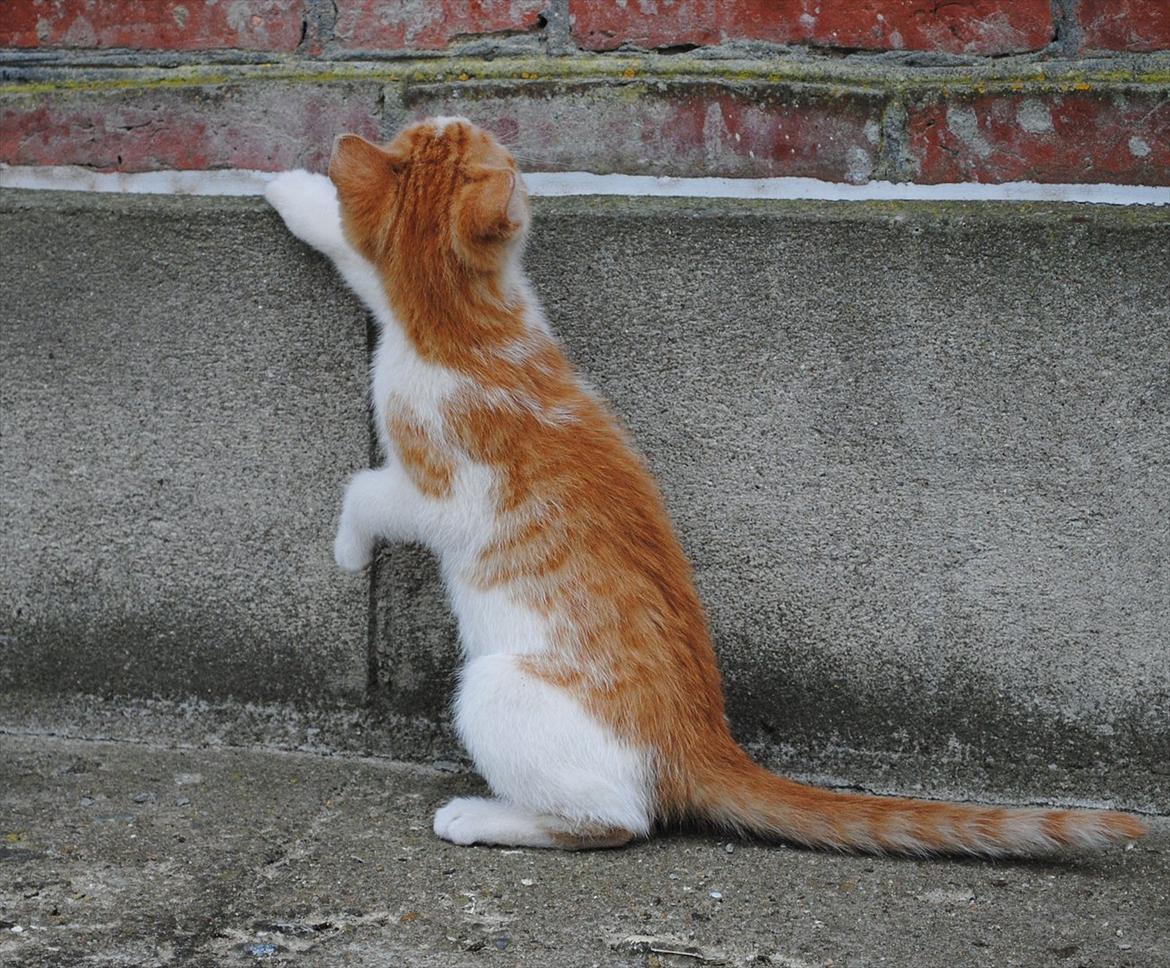 Blanding af racer Aki   R.I.P billede 8