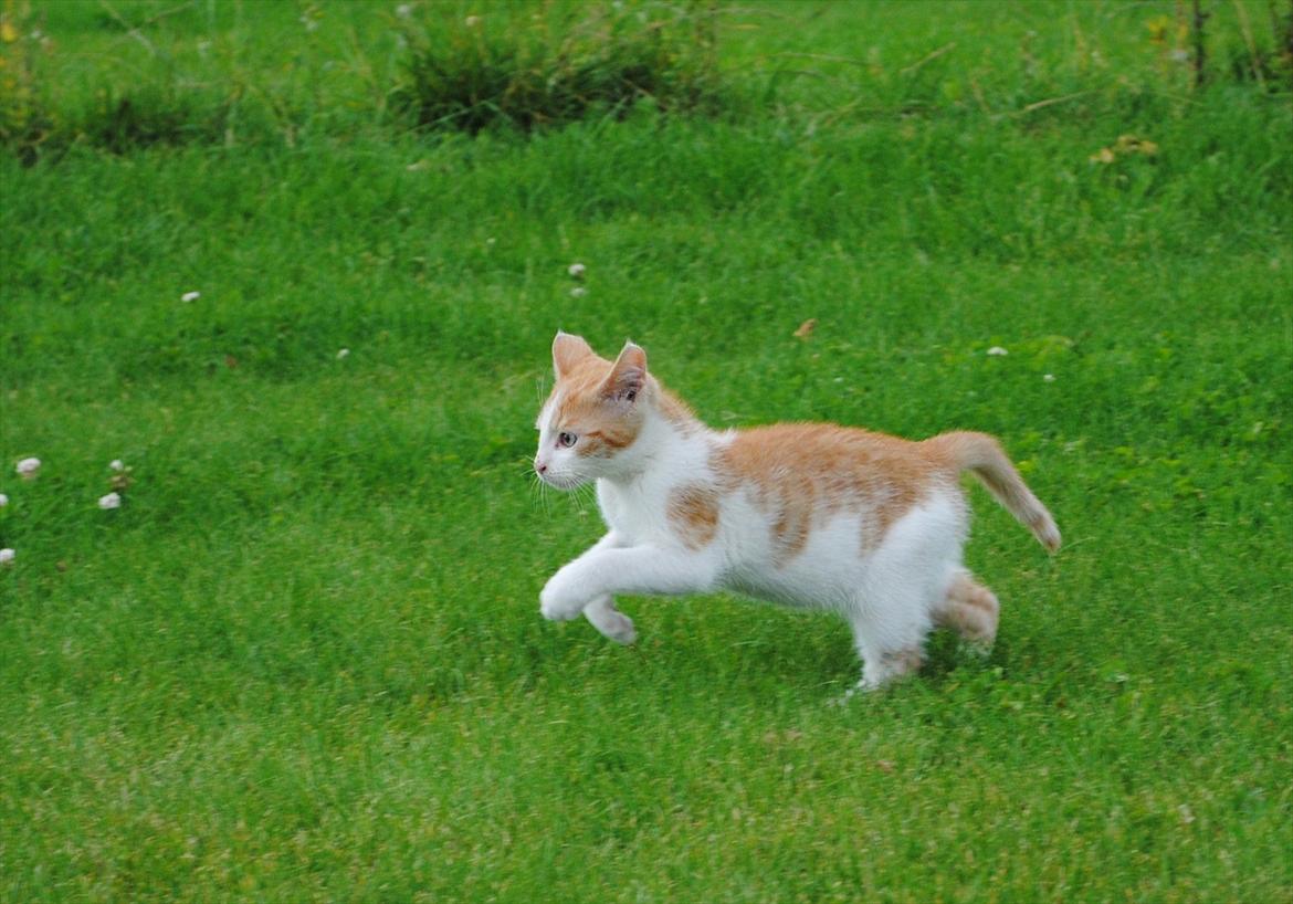 Blanding af racer Aki   R.I.P billede 9