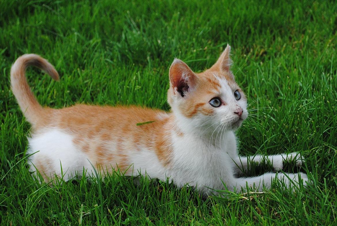 Blanding af racer Aki   R.I.P billede 10