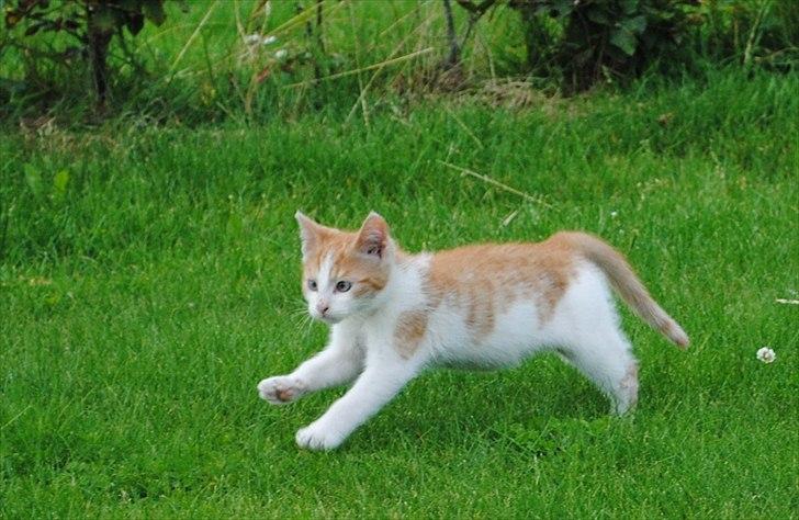 Blanding af racer Aki   R.I.P billede 11