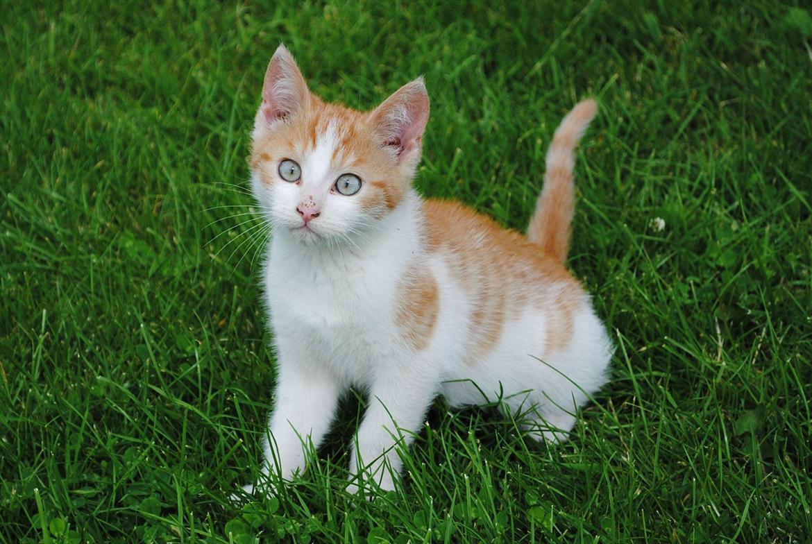 Blanding af racer Aki   R.I.P billede 12