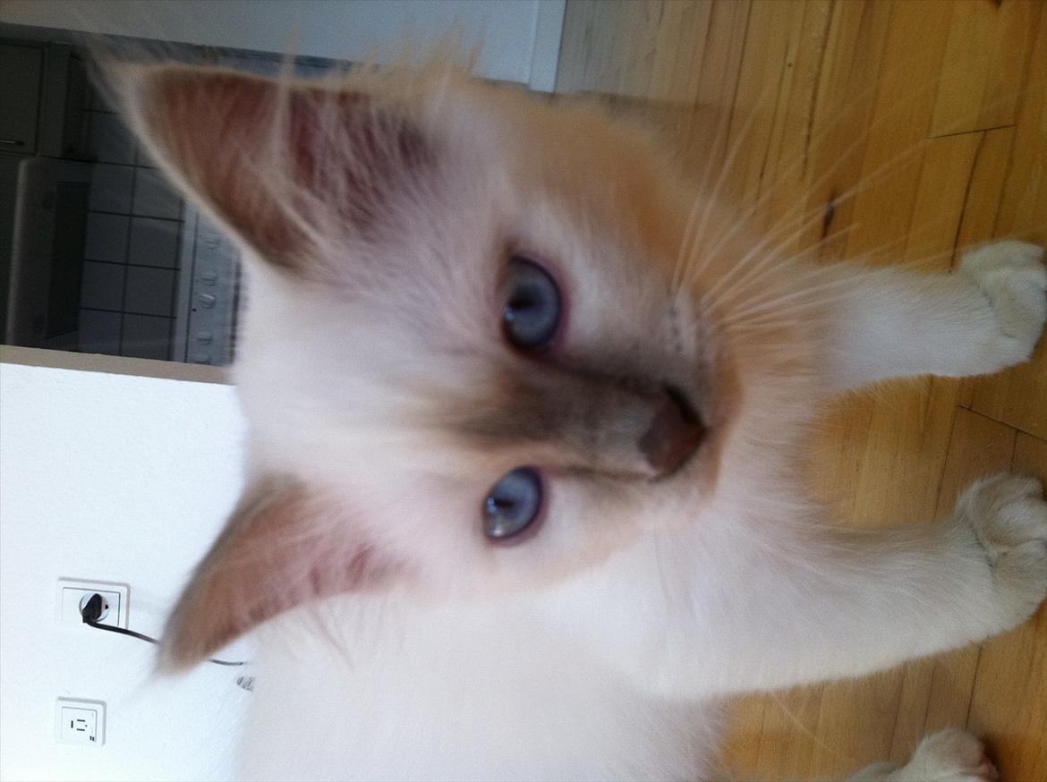 Hellig Birma DK Wennemoes' Balthazar billede 1