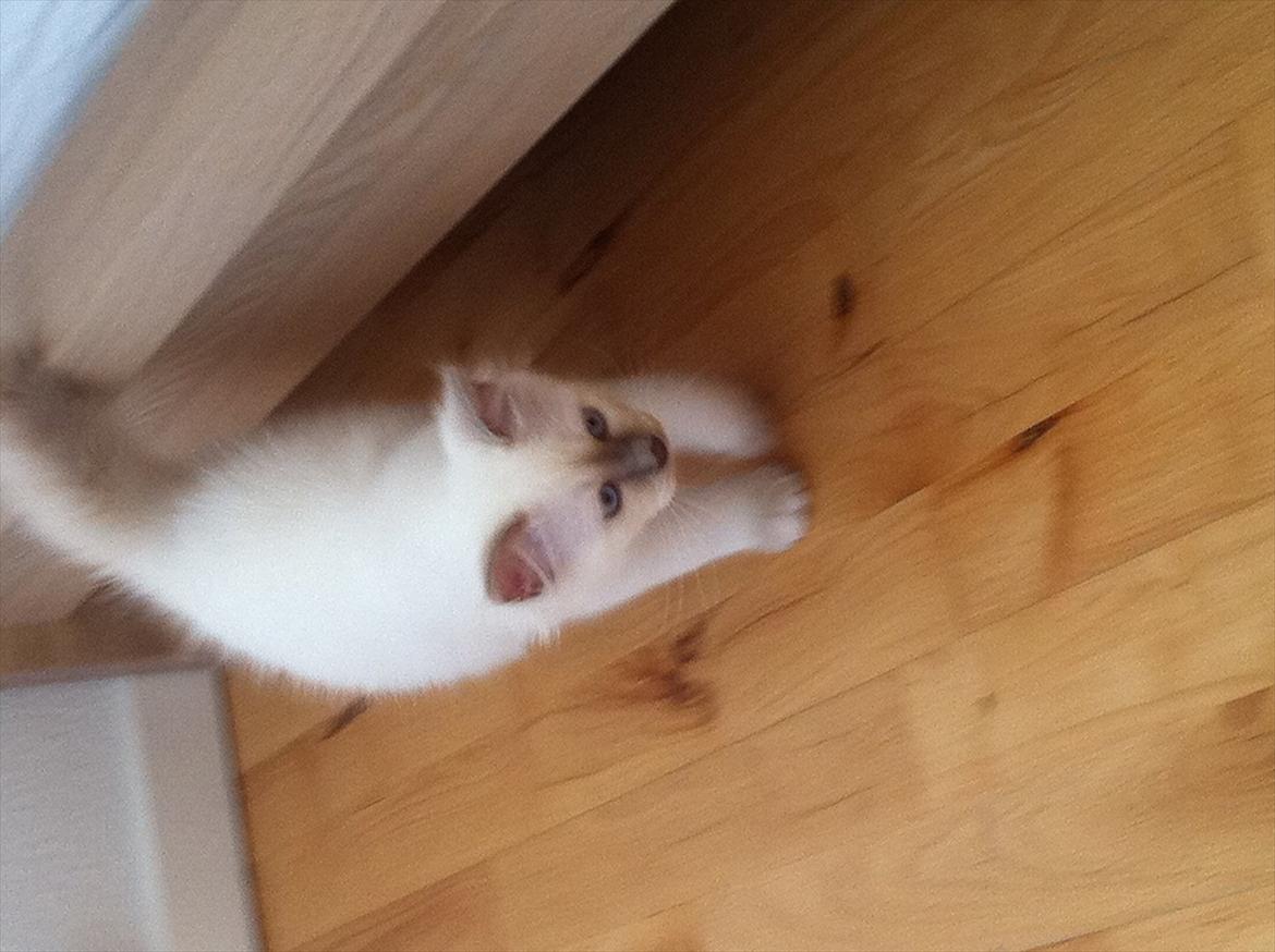 Hellig Birma DK Wennemoes' Balthazar billede 2