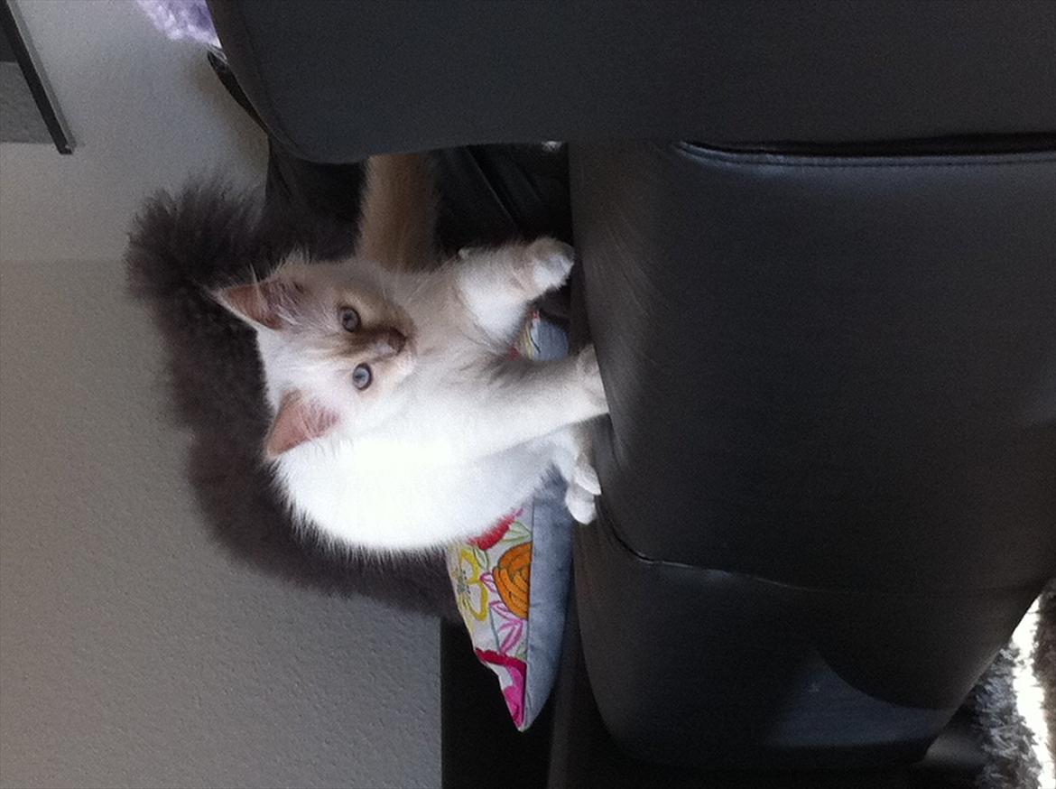 Hellig Birma DK Wennemoes' Balthazar billede 3