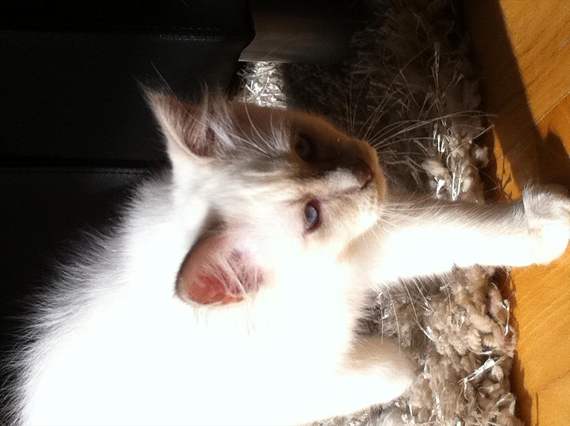 Hellig Birma DK Wennemoes' Balthazar billede 4