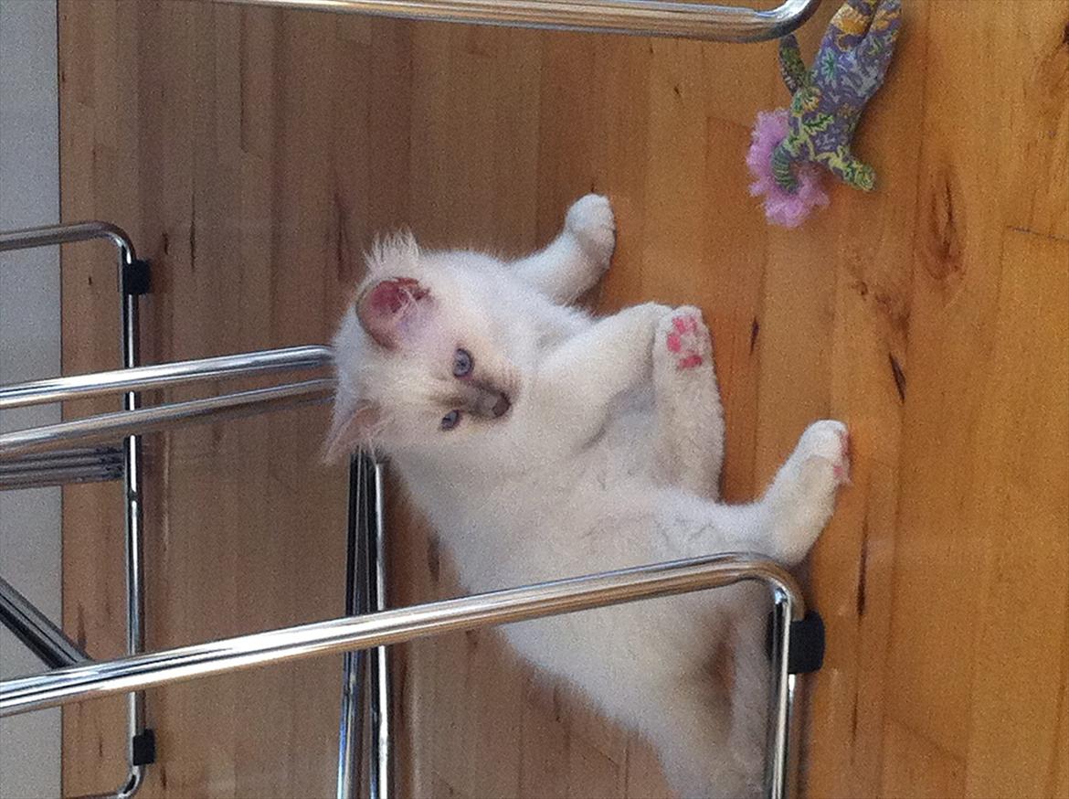 Hellig Birma DK Wennemoes' Balthazar billede 5