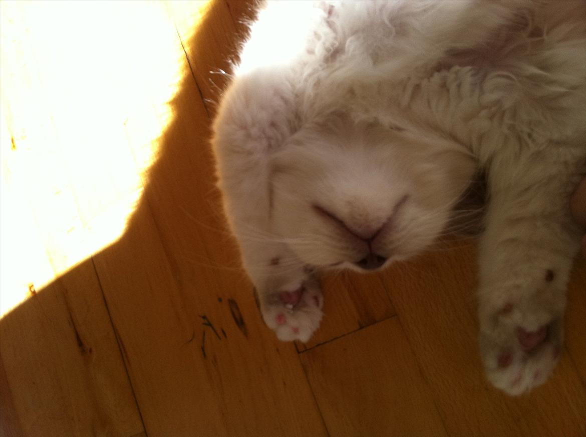 Hellig Birma DK Wennemoes' Balthazar billede 6