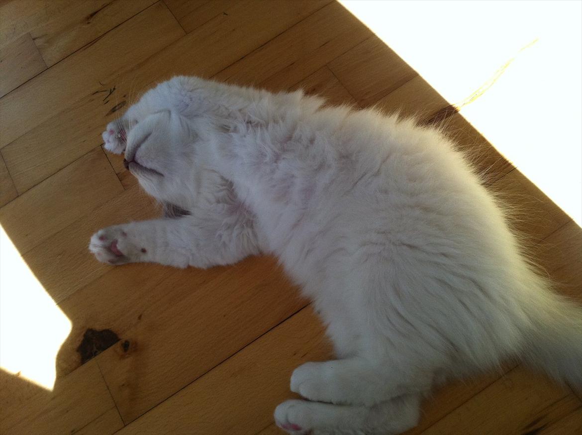 Hellig Birma DK Wennemoes' Balthazar billede 7