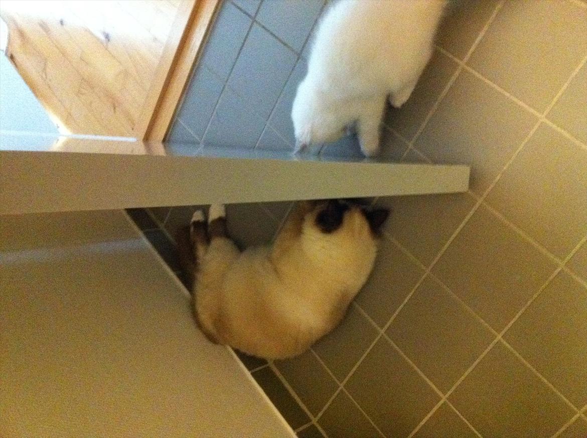 Hellig Birma DK Wennemoes' Balthazar billede 8