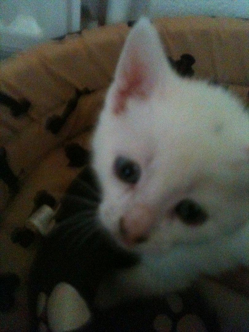 Huskat Cornelius - Cornelius havde næsten ikk tid til at få taget billeder da han skulle over til min datter og nusses <3 billede 1