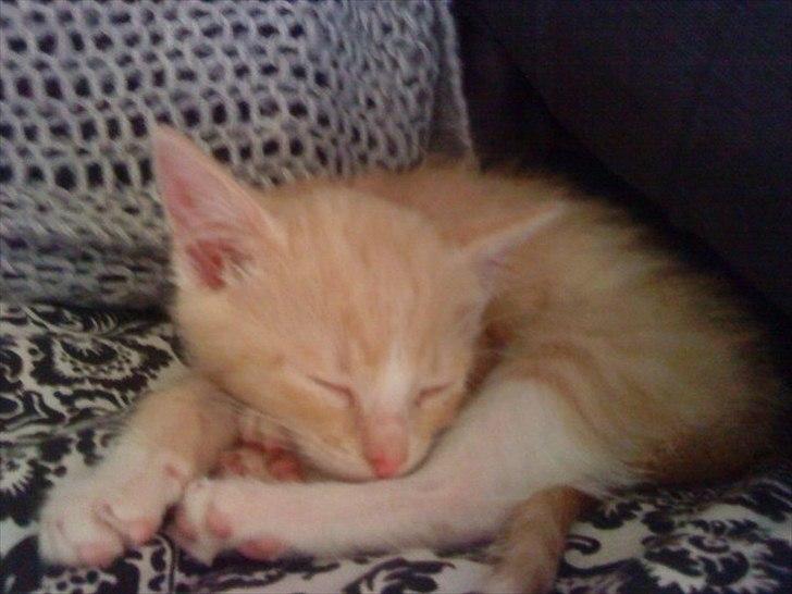 Huskat Joey billede 2