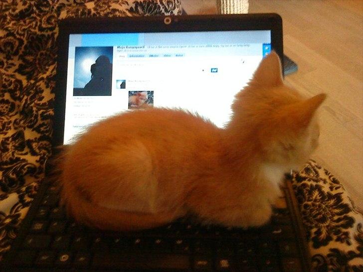 Huskat Joey billede 3