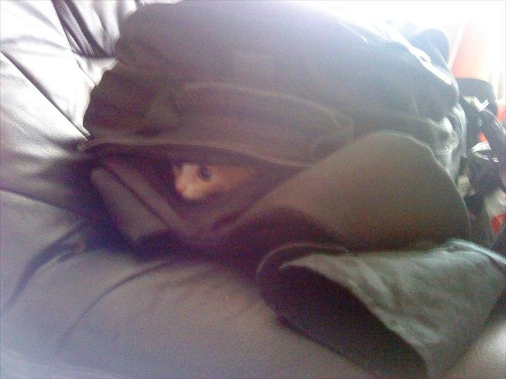 Huskat Joey - Kuk kuk <3 billede 4