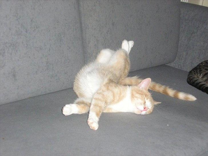 Huskat Joey billede 5