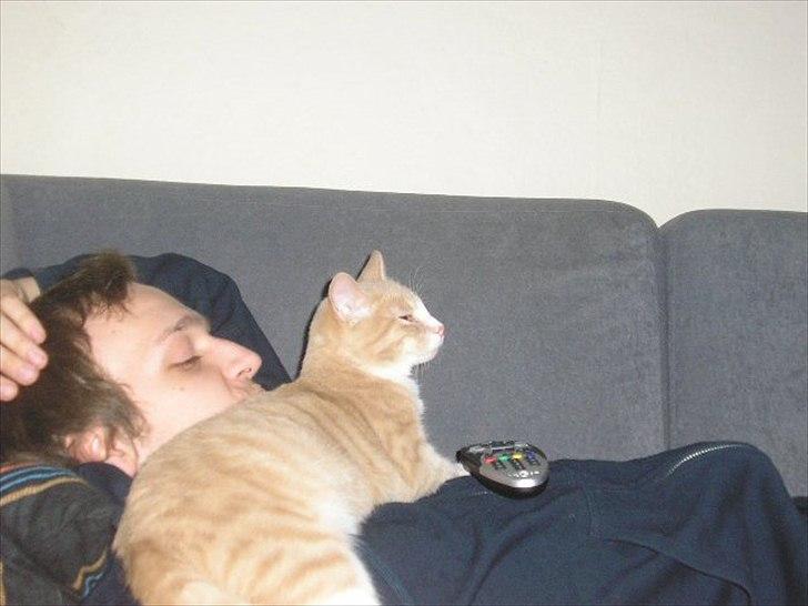 Huskat Joey billede 6