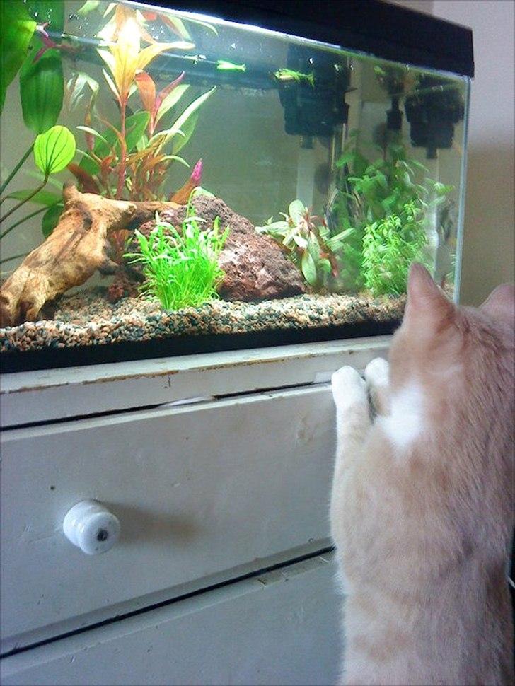 Huskat Joey - Neeeeeeeej! FISK!! billede 7