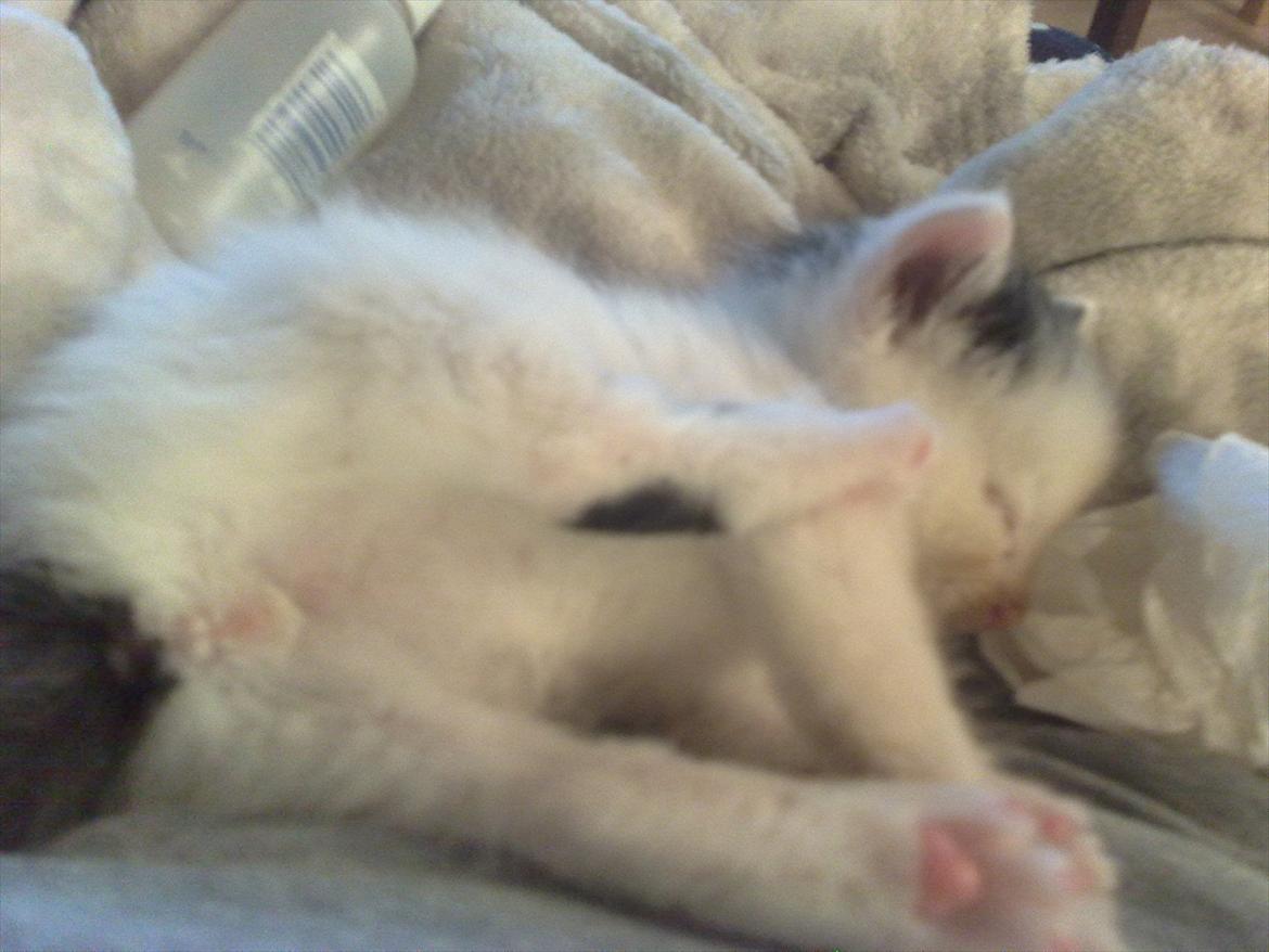 Huskat Stump billede 11