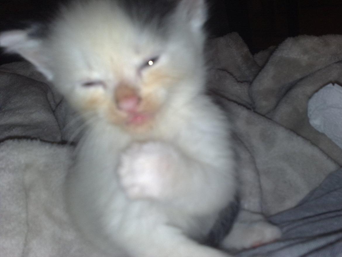 Huskat Stump billede 12