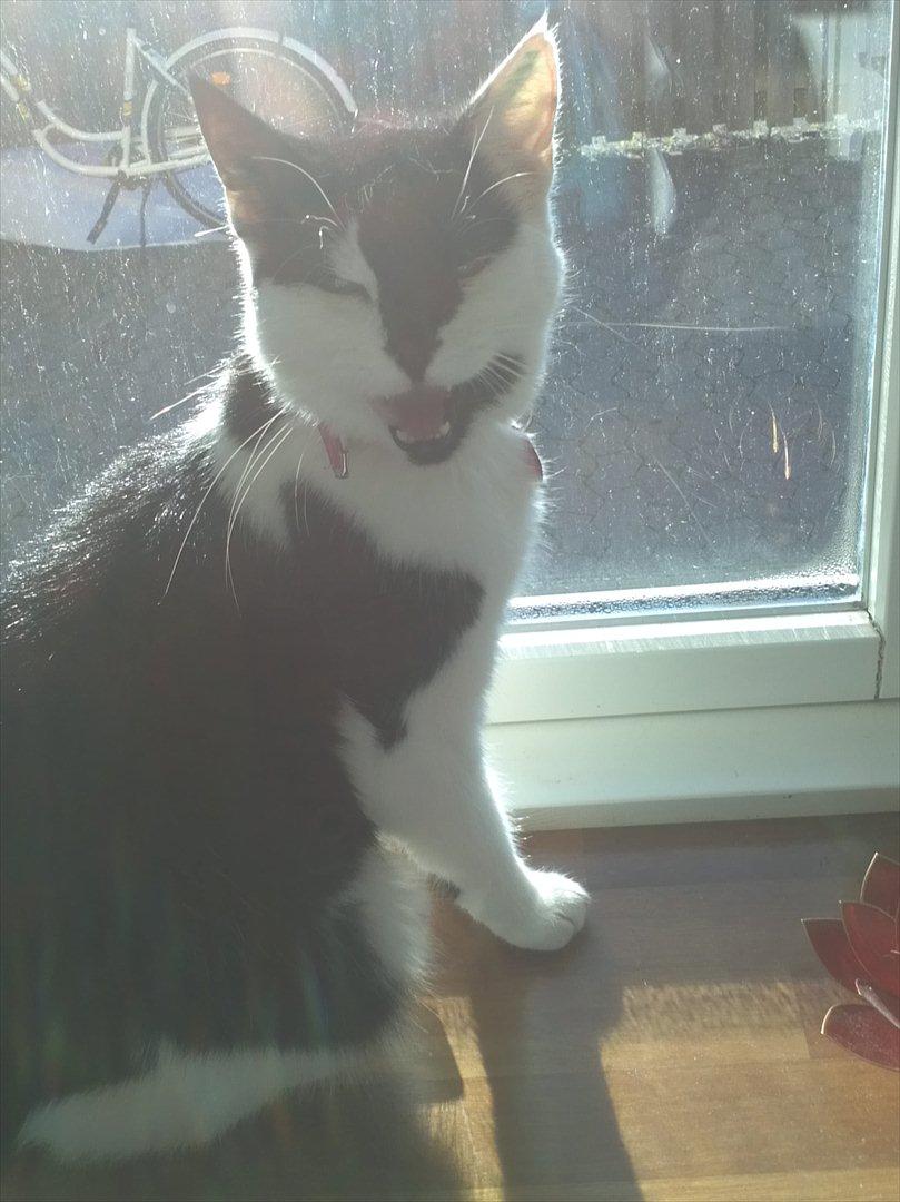 Huskat Sunshine - Jeg har en masse at fortælle mor :)  billede 6