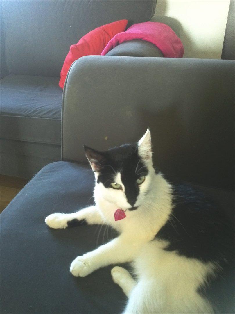 Huskat Sunshine billede 17