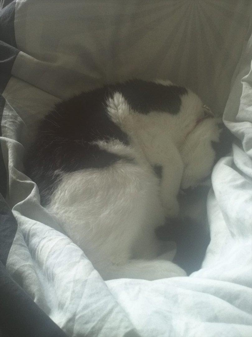 Huskat Sunshine - Det bedste er: at ligge og putte hos mor, når hun er syg :)  billede 16