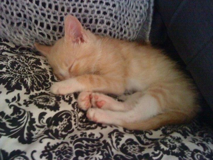 Huskat Joey billede 8