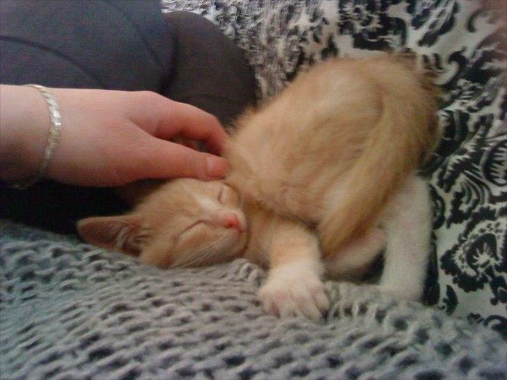 Huskat Joey billede 9