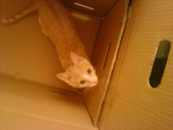 Huskat Joey billede 10