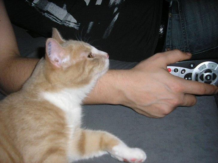 Huskat Joey - Elsker bare at se fjernsyn! <3 billede 11