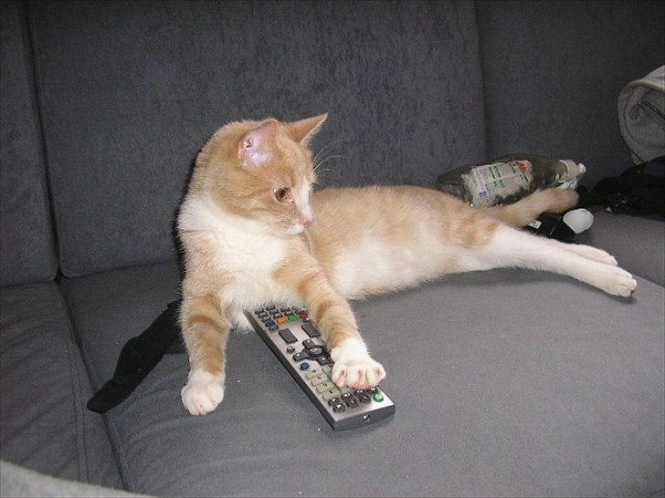 Huskat Joey - Zappe zappe zappe.... billede 12