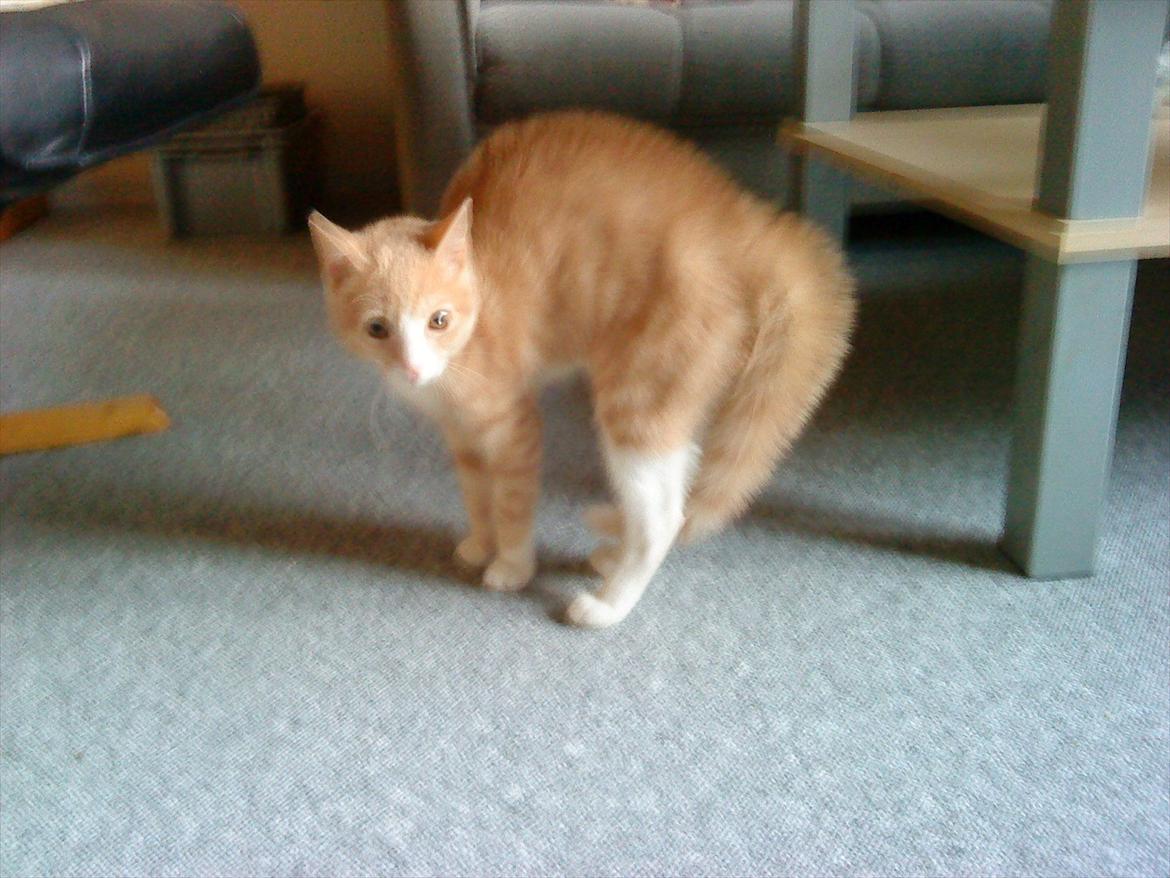 Huskat Joey - Besøg af min mosters lille hund. Den var Joey ikke helt tryk ved. Specielt ikke når hunden pludselig sagde noget!!!  billede 13