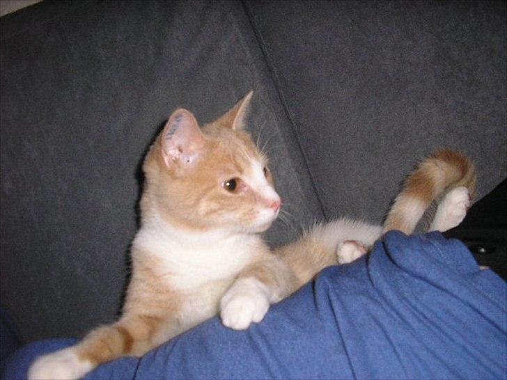 Huskat Joey billede 14